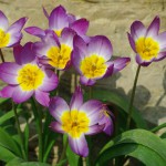 655 Tulipa saxatilis 5035